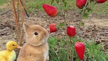 cute rabbit and hos friend duck