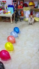 Try to prank my dog to see his reaction