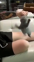 I Love These Cats! They're Awesome