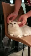 Funniest catsIn The World Funny and Fails Pets Video