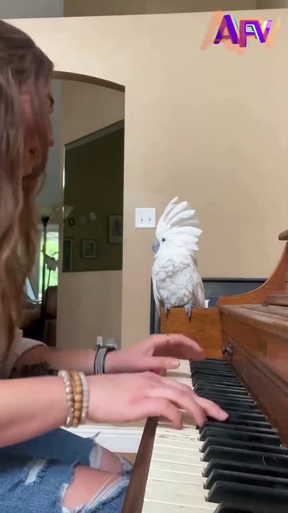 I Can't With These Pets!!