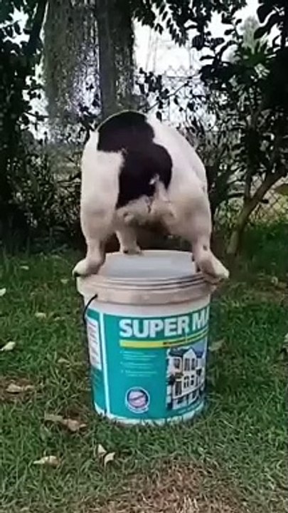 Funny animals 2023 - Funniest Cats and Dogs Video211