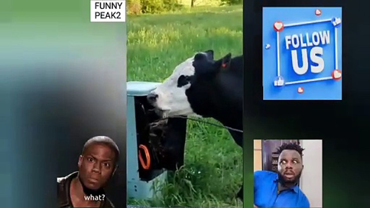 Is this cow mad