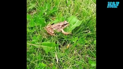 Funniest Cats Videos, The Siliest, Cutest And Funniest Cats 105