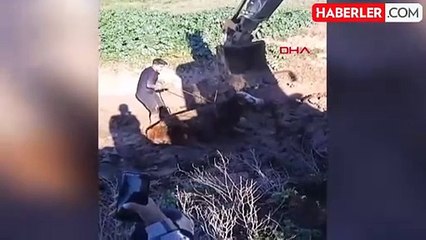 Silopi'de kaybolan inek Irak sınırında çamura saplandı