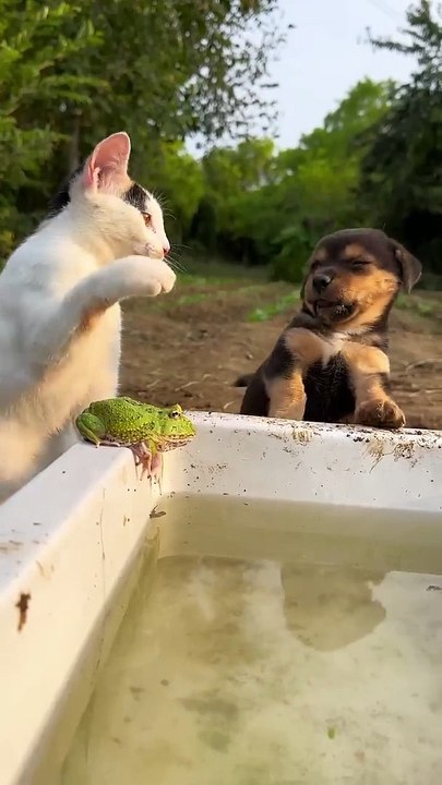 Funny video part 7