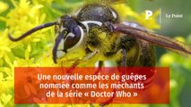 Une nouvelle espèce de guêpes nommée comme les méchants de la série « Doctor Who »