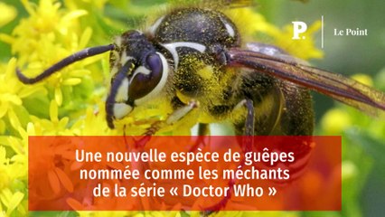 Une nouvelle espèce de guêpes nommée comme les méchants de la série « Doctor Who »