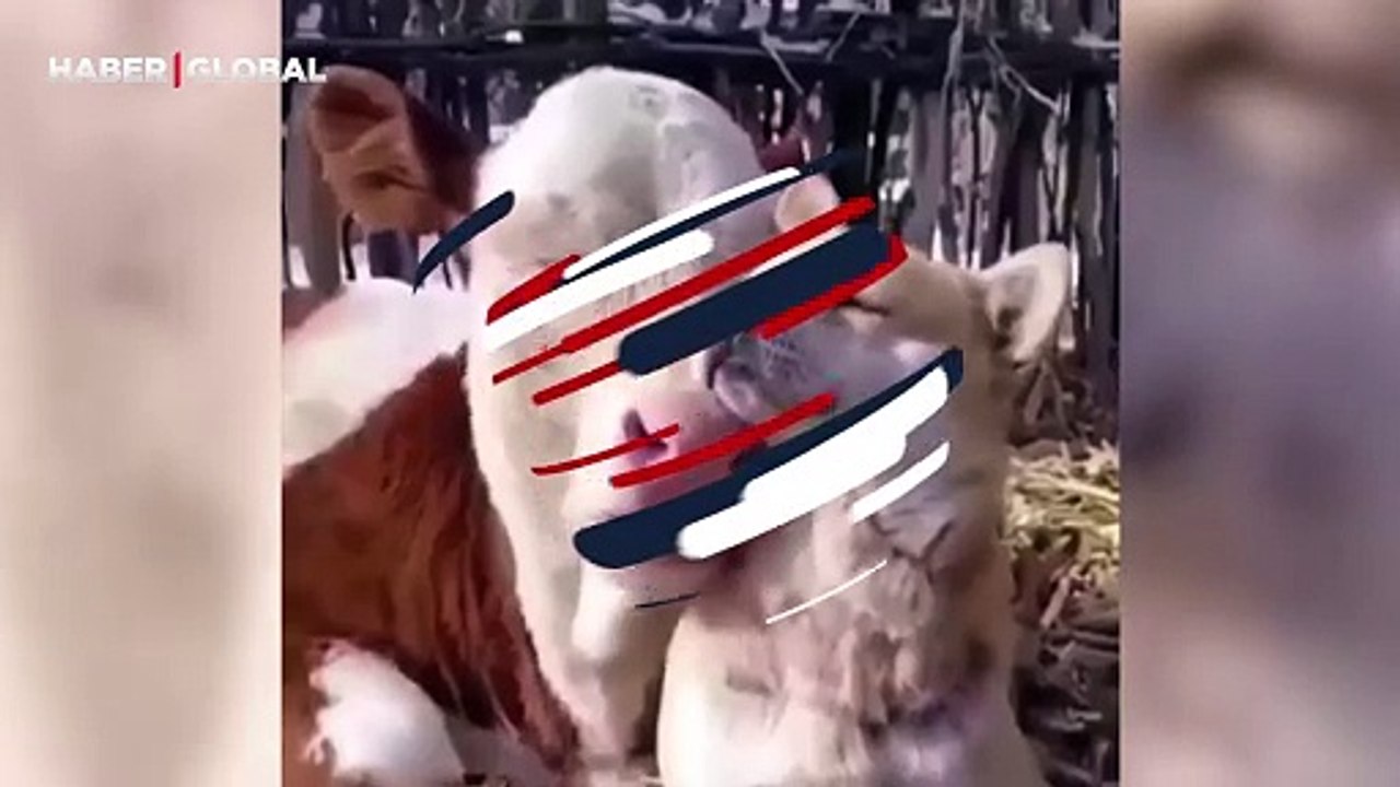 Köpeği yavrusu gibi seven ineğin görüntüleri izleyenleri duygulandırdı