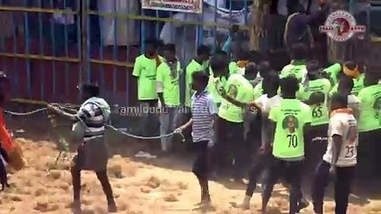 Pudukkottai Mavattam Kovilur Jallikattu 2023