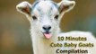 10 minutes of cute baby goats jumping & playing compilation 2024