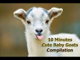 10 minutes of cute baby goats jumping & playing compilation 2024