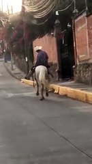 When Your Horse Is the Designated Driver