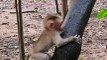 Sweetie tiny baby monkey LEO, RAINBOW with young mom LIBBY care #shorts