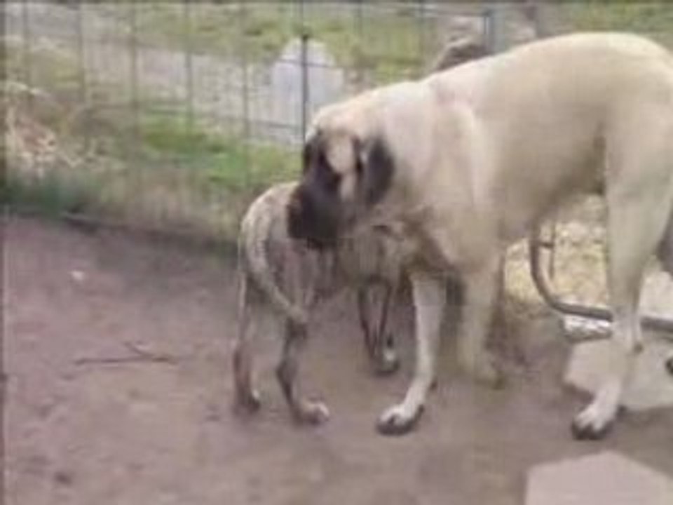 Mastiff Puppy and Cool Cat