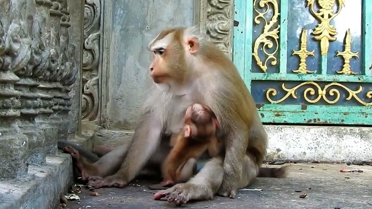 Oh heart!, poor Aly terribly warn Albert, Albert open with huge big mouth (720p_25fps_H264-192kbit_AAC)