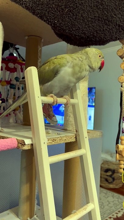 This Parrot Would Rather Stay Inside Today
