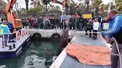 Kıyıya vuran köpekbalığının gizemi çözüldü!