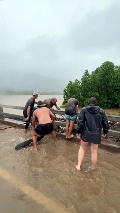 Cows Saved From Cyclone Flooding