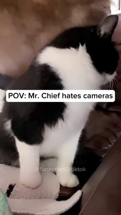 funny cats