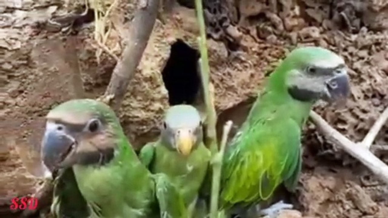 The playful cat and parrot