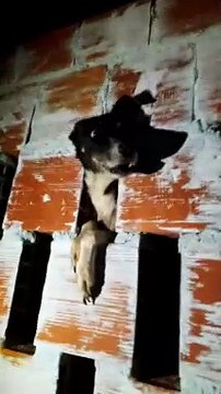 Vídeos: fogos de artifício deixam cães agitados, feridos e sangrando