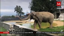 Fallece el elefante 'Ted' a los 60 años en el zoológico de Zacango