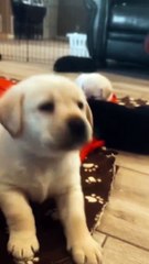 Cuteness overloaded with extra love.