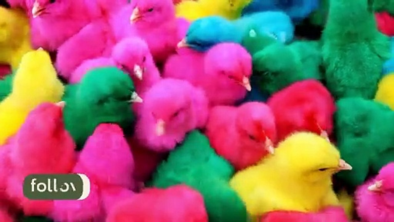 Beautiful chicken