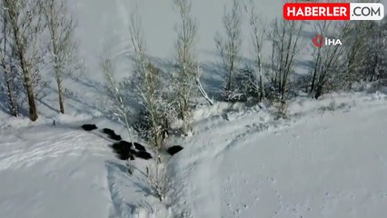 Popülasyonu artan domuz sürüsü böyle görüntülendi
