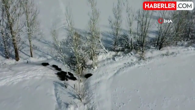 Popülasyonu artan domuz sürüsü böyle görüntülendi