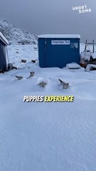 Adorable Puppies' First Snow Experience || Heartsome 