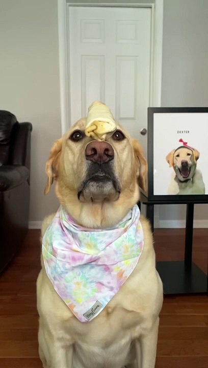 Shocking moments caught on camera PT. 1 #dog #labrador #funny #funnydog #dogdad #relatable #dogsofinstagram