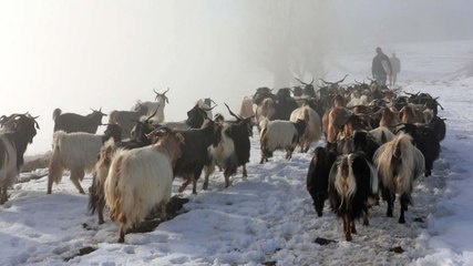 Keçi sürüsünün karda zorlu yolculuğu