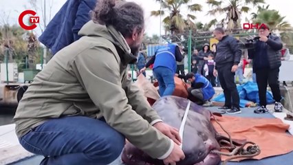 TÜRK KARA SULARINDA KÖPEK BALIĞI POPÜLASYONU 50 YILDA YÜZDE 90 AZALDI