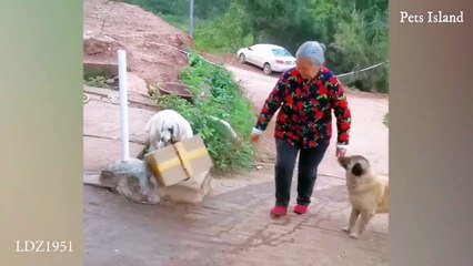 The funniest animals / Fun with cats and dogs 2023 / LA #40