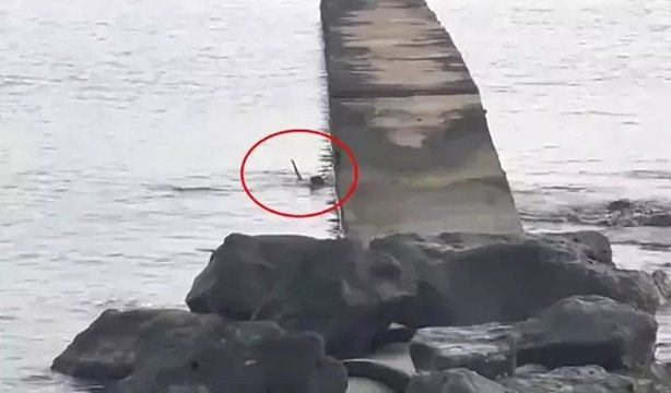 Yer: Karadeniz! Su samuru balık avlarken görüntülendi