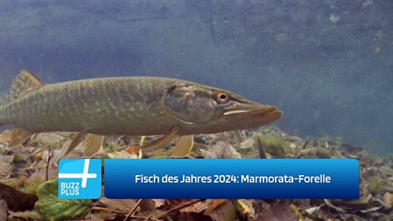 Fisch des Jahres 2024: Marmorata-Forelle