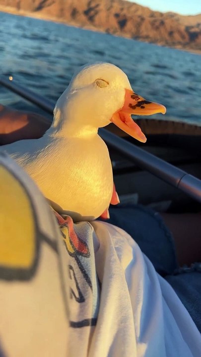 How cute  ...#duck #ducks #ducksofinstagram #petstagram #birds #pet #pets #animals #petlovers #petlife #exoticpets #cuteanimals #petduck #petducks #yawn #sleepyduck