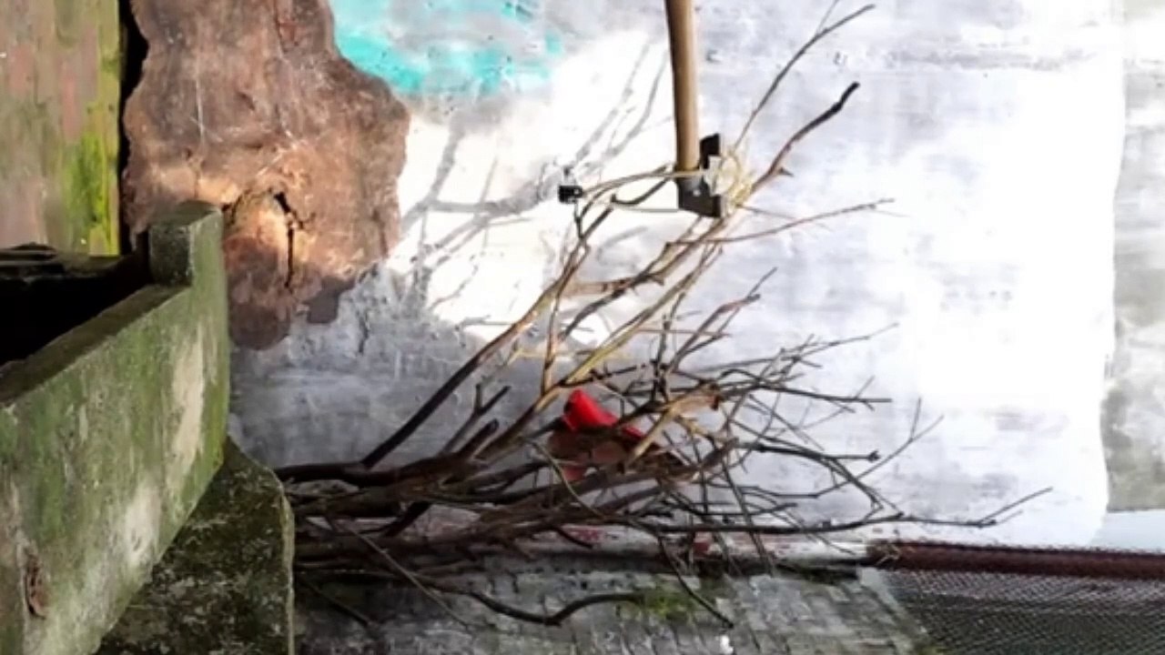 Amazing baamboo slingshot