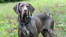 Probablement jeté dehors car il chassait mal, ce chien attend depuis plus d'un an en refuge