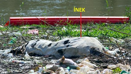 Ege’nin can damarı Büyük Menderes Nehri’nde çevre felaketi