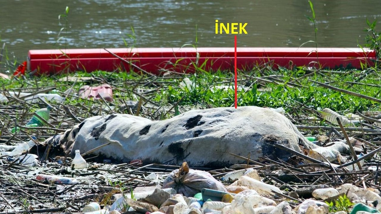Ege’nin can damarı Büyük Menderes Nehri’nde çevre felaketi