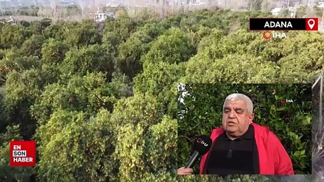 Adana'da portakalın kilosu bahçede 3 lira, markette 45 lira