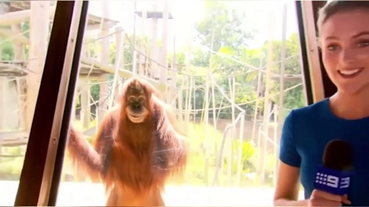UNEXPECTED Animal ATTACKS! | AFVs WILDEST ANIMAL MOMENTS