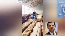 Watch Animal Farm Cows Feeding