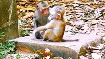 Cute Baby Mankey Video, Bandar Ka Video, Animals Video,#Animals#Mankeyvideo