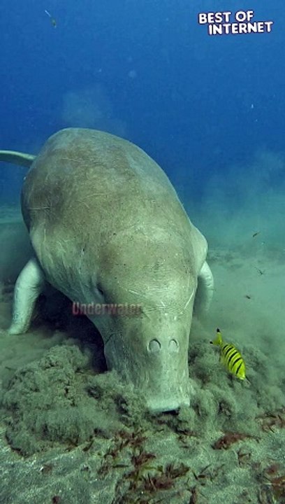 Dinner Date with a Sea Cow  || Best of Internet