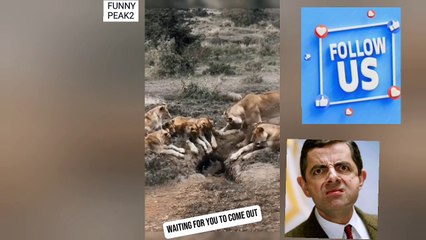 Hahaha...Can Lions be Patient with Prey