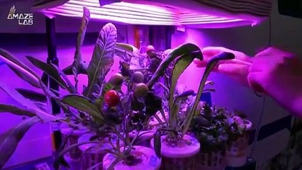 New Year’s Celebrations Aboard the TIangong Space Station Include Vegetables Grown in Orbit